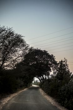 Sunset time shot or dawn time shot of trees and endless roads.