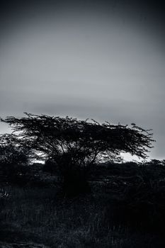 Single solitary tree in the fields during sunset time.