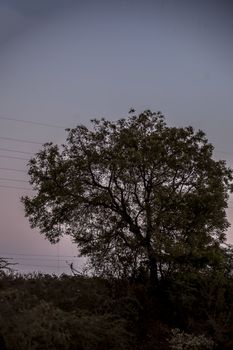 Single solitary tree in the fields during sunset time.