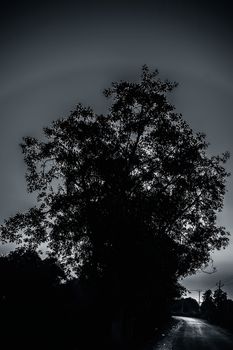 Single solitary tree in the fields during sunset time.