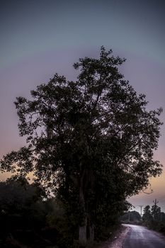 Single solitary tree in the fields during sunset time.