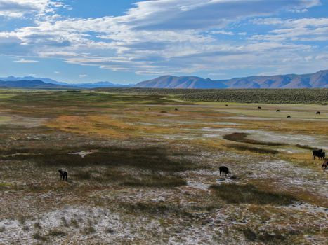 Aerial view of herd of cows in green meadow with mountain on the background. Cows cattle grazing on a mountain pasture next the Lake Crowley, Eastern Sierra, Mono County, California, USA. 