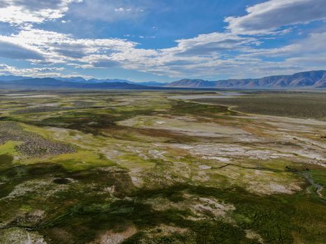 Aerial view of herd of cows in green meadow with mountain on the background. Cows cattle grazing on a mountain pasture next the Lake Crowley, Eastern Sierra, Mono County, California, USA. 