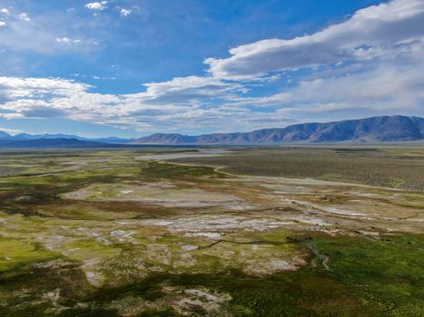 Aerial view of herd of cows in green meadow with mountain on the background. Cows cattle grazing on a mountain pasture next the Lake Crowley, Eastern Sierra, Mono County, California, USA. 