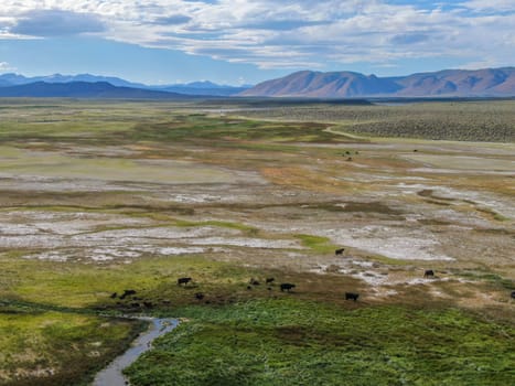 Aerial view of herd of cows in green meadow with mountain on the background. Cows cattle grazing on a mountain pasture next the Lake Crowley, Eastern Sierra, Mono County, California, USA. 