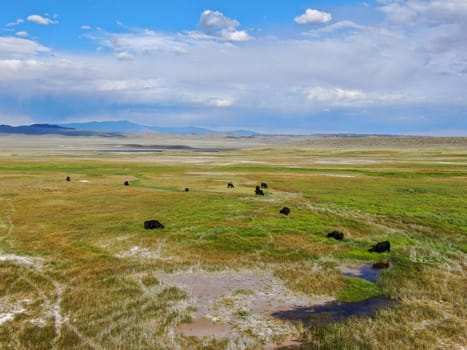 Aerial view of herd of cows in green meadow with mountain on the background. Cows cattle grazing on a mountain pasture next the Lake Crowley, Eastern Sierra, Mono County, California, USA. 