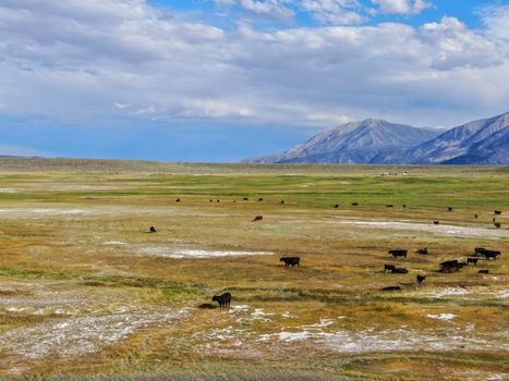 Aerial view of herd of cows in green meadow with mountain on the background. Cows cattle grazing on a mountain pasture next the Lake Crowley, Eastern Sierra, Mono County, California, USA. 