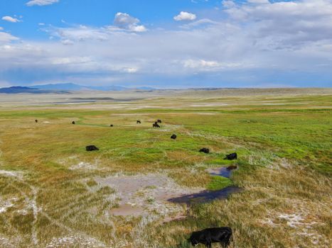 Aerial view of herd of cows in green meadow with mountain on the background. Cows cattle grazing on a mountain pasture next the Lake Crowley, Eastern Sierra, Mono County, California, USA. 