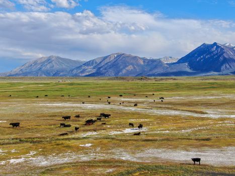 Aerial view of herd of cows in green meadow with mountain on the background. Cows cattle grazing on a mountain pasture next the Lake Crowley, Eastern Sierra, Mono County, California, USA. 