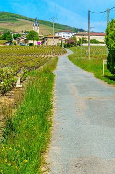 Landscape of vineyards and countryside in Beaujolais, with the village Quincie-en-Beaujolais. Rhone department, France