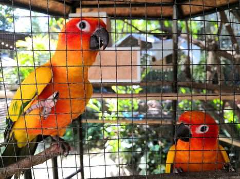 two orange parrots in an iron cage