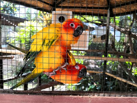 Two orange parrots quarreling in an iron cage