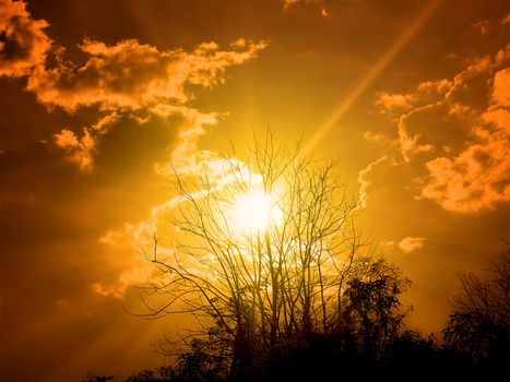 The tree without leaves in the summer sky