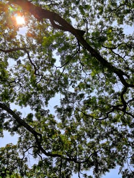 The branches of a large tree with leaves on the sky and sunlight background