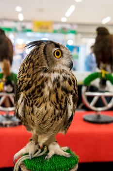 The owl sat on the pedestal which was shown in the mall.