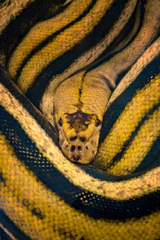 Golden yellow python curled up in a nest