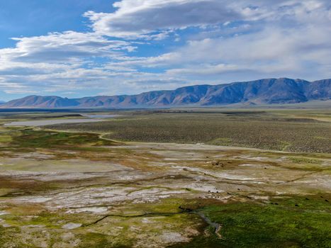 Aerial view of herd of cows in green meadow with mountain on the background. Cows cattle grazing on a mountain pasture next the Lake Crowley, Eastern Sierra, Mono County, California, USA. 