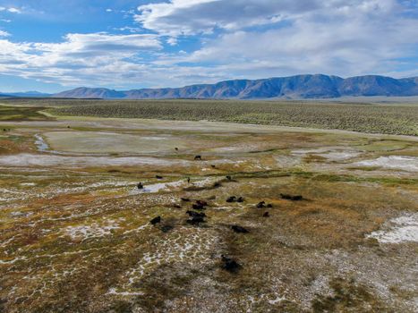 Aerial view of herd of cows in green meadow with mountain on the background. Cows cattle grazing on a mountain pasture next the Lake Crowley, Eastern Sierra, Mono County, California, USA. 