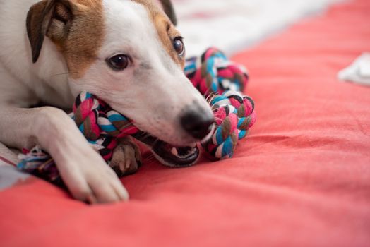 Dog laying on pet while biting his rope toy