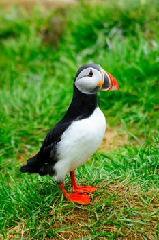 Puffins on a cliff near Bakkagerdi, in the east fjords region, Iceland