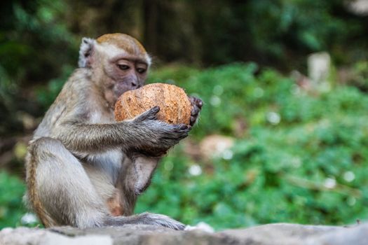 Monkey eating fresh coconut with pleasure animal wildlife