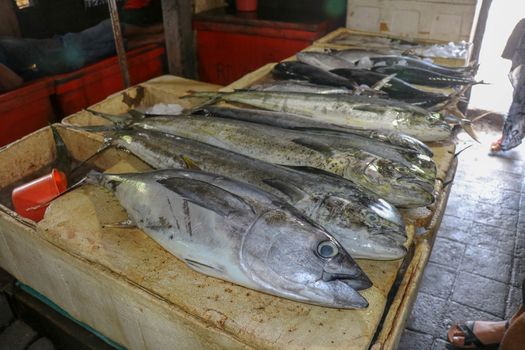 Fresh fish for sale. Tuna and Dorado dolphin fish also known as mahi-mahi or Coryphaena Hippurusl on the countertop at the fish market. Pasar Ikan Kedonganan in Jimbaran, Bali, Indonesia.
