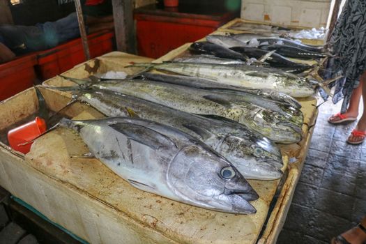 Fresh fish for sale. Tuna and Dorado dolphin fish also known as mahi-mahi or Coryphaena Hippurusl on the countertop at the fish market. Pasar Ikan Kedonganan in Jimbaran, Bali, Indonesia.