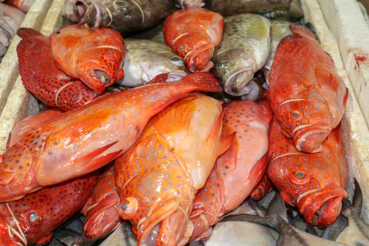 Fresh seafood on ice at the Jimbaran fish market. Fresh fish Red Grouper selling in the fish market in Jimbaran. Red fresh fish for sell in Pasar Ikan Kedonganan. Exotic fishes in traditional market.