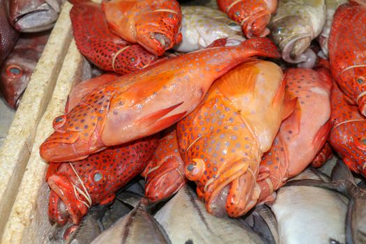 Fresh seafood on ice at the Jimbaran fish market. Fresh fish Red Grouper selling in the fish market in Jimbaran. Red fresh fish for sell in Pasar Ikan Kedonganan. Exotic fishes in traditional market.