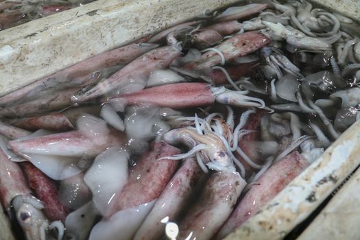Pattern of fresh cephalopods selling on a seafood counter in the fish market Jimbaran. Local Pasar Ikan Kedonganan. Bunch of fresh calamari fish in polyestyrene box with ice and water for sale.