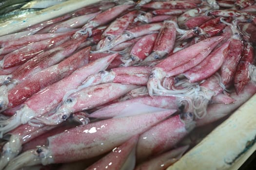 Pattern of fresh squids in tray with ice blocks for sell. Cephalopods on a seafood counter in fish market Jimbaran. Bunch of fresh calamari fish in polyestyrene box for sale. Pasar Ikan Kedonganan.
