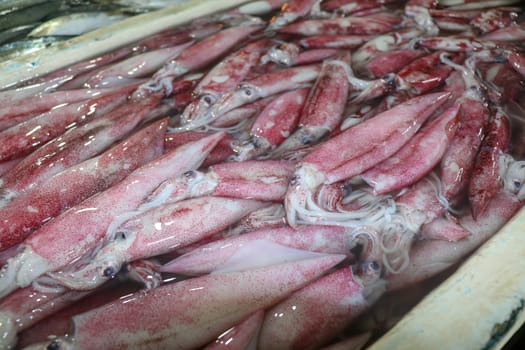 Pattern of fresh squids in tray with ice blocks for sell. Cephalopods on a seafood counter in fish market Jimbaran. Bunch of fresh calamari fish in polyestyrene box for sale. Pasar Ikan Kedonganan.