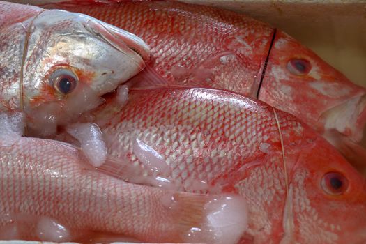 Fresh seafood on ice at the Jimbaran fish market. Fresh fish Red Snaper selling in the fish market in Jimbaran. Red fresh fish for sell in Pasar Ikan Kedonganan. Exotic fishes in traditional market.