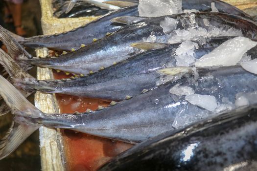 Fresh fish for sale. Tuna and Dorado dolphin fish also known as mahi-mahi or Coryphaena Hippurusl on the countertop at the fish market. Pasar Ikan Kedonganan in Jimbaran, Bali, Indonesia.