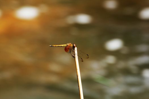 Yellow Dragonfly Branch  dry in  nature