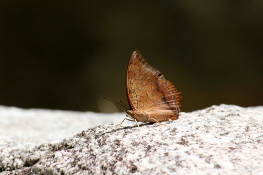 Great Evening Brown Butterfly On the rock