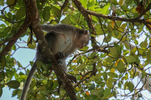 Adult monkey sitting on a tree branch in Ubud Sacred Monkey Forest in Ubud, Bali, Indonesia. Living on the tree of the macaque monkey. Macaca fascicularis.