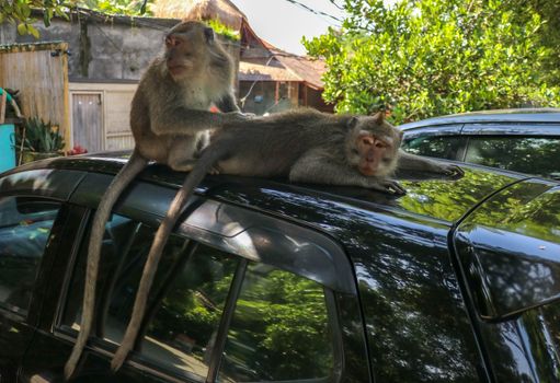 Naughty squirrel monkey on the roof of the white car. Monkey macaque sitting on the roof of a black car..