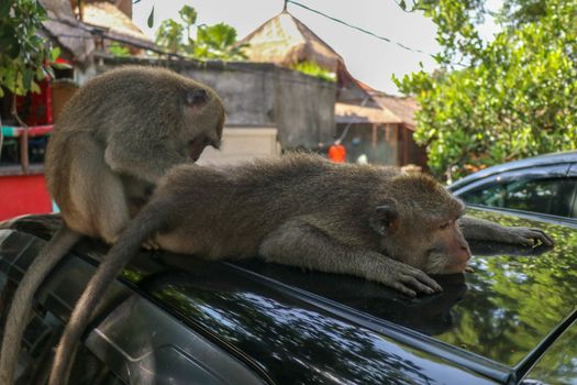 Naughty squirrel monkey on the roof of the white car. Monkey macaque sitting on the roof of a black car..