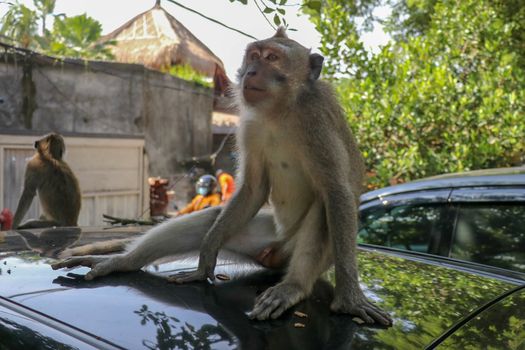 Naughty squirrel monkey on the roof of the white car. Monkey macaque sitting on the roof of a black car..