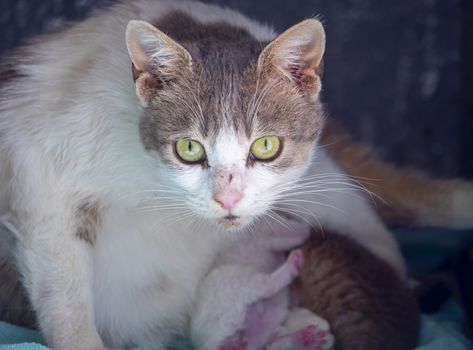 sweet cat looking at camera Close up