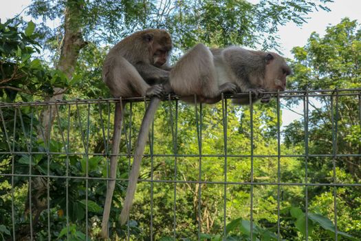 Portrait of two young monkey being inattentive and sitting at the wire fence. 2 Macaques monkeys sat on top of a wire fence at the edge of a forest.