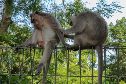 Portrait of two young monkey being inattentive and sitting at the wire fence. 2 Macaques monkeys sat on top of a wire fence at the edge of a forest.