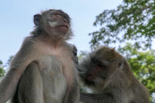 Beautiful image of two balinese long-tailed monkeys delousing each other at the Sacred Monkey Forest Sanctuary, Monkey Forest Ubud, Bali, Indonesia.