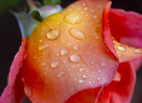 red rose in garden rain drop macro