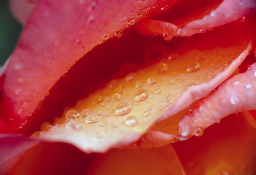 red rose in garden rain drop macro