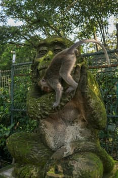 Portrait of a monkey sitting on a stone sculpture of a monkey at sacred monkey forest in Ubud, island Bali, Indonesia . Close up.