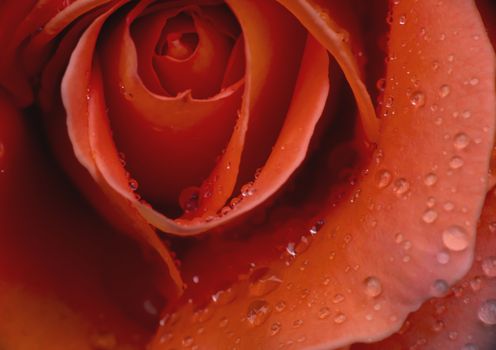 red rose in garden rain drop macro
