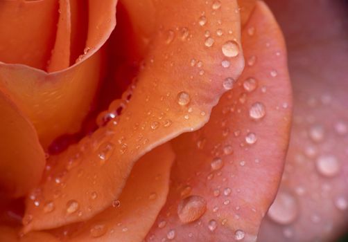 red rose in garden rain drop macro