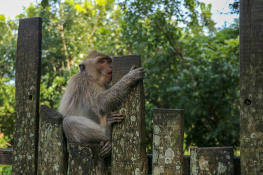 Baby monkey sitting on a wooden fence at Ubud monkey forest. A small gray macaque with a surprised expression on its face is sitting on a metal fence.